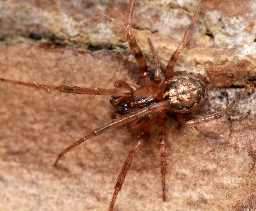 Foto af Leviellus stroemi (Leviellus stroemi) | Standardfoto