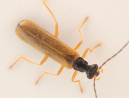 Foto af Rhagonycha lignosa (Rhagonycha lignosa) | Standardfoto