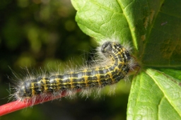 Foto af Måneplet (Phalera bucephala) | Larve