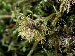 Foto af Almindelig etagemos (Hylocomium splendens) | Standardfoto