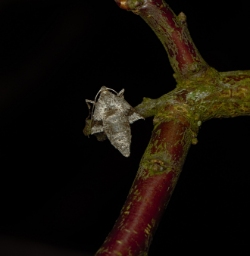 Foto af Slåen-frostmåler (Theria rupicapraria) | Hun