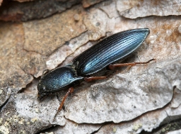 Foto af Kobbersmælder (Selatosomus aeneus) | Standardfoto