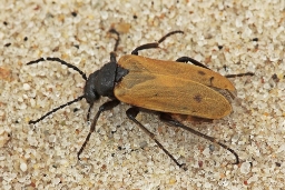 Foto af Klitplasterbille (Apalus bimaculatus) | Standardfoto