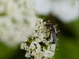 Foto af Kompost-svirreflue (Syritta pipiens) | Hun