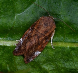 Foto af Rødbrun ordenugle (Cosmia affinis) | Han