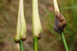 Foto af Blåtopgalmyg (Mayetiola ventricola) | Standardfoto