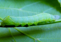 Foto af Pyramideugle (Amphipyra pyramidea) | Larve