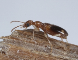 Foto af Stricticollis tobias (Stricticollis tobias) | Standardfoto