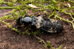 Foto af Skrækrovbille (Creophilus maxillosus) | Standardfoto