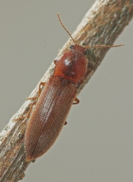 Foto af Sortstribet busksmælder (Athous vittatus) | Standardfoto