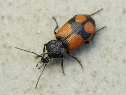 Foto af Stor korsløber (Panagaeus cruxmajor) | Standardfoto