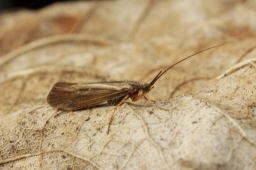 Foto af Limnephilus auricula (Limnephilus auricula) | Han