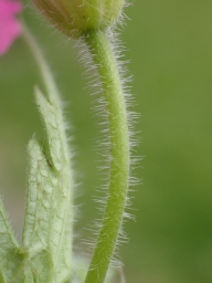 Foto af Spansk storkenæb (Geranium endressii) | Standardfoto