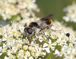 Foto af Broget urtesvirreflue (Cheilosia illustrata) | Standardfoto
