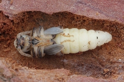 Foto af Lærkebarkbuk (Tetropium gabrieli) | Puppe