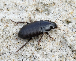 Foto af Rødfodet markløber (Harpalus tardus) | Standardfoto