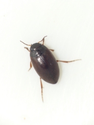 Foto af Hydroporus pubescens (Hydroporus pubescens) | Standardfoto