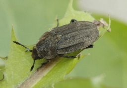 Foto af Matsort ådselbille (Aclypea opaca) | Standardfoto