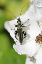 Foto af Tyklårssolbille (Oedemera nobilis) | Hun