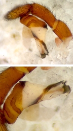 Foto af Dysdera erythrina (Dysdera erythrina) | En dansk hans palpe