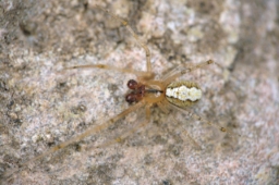 Foto af Theridion melanostictum (Theridion melanostictum) | Han