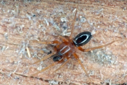 Foto af Phrurolithus minimus (Phrurolithus minimus) | Han