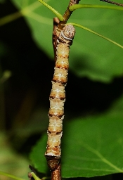 Foto af Poppelporcelænsspinder (Pheosia tremula) | Larve