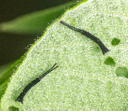 Foto af Hermelinskåbe (Cerura vinula) | Larve