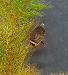 Foto af Graphoderus cinereus (Graphoderus cinereus) | Han