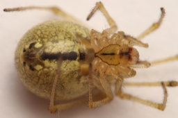 Foto af Enoplognatha latimana (Enoplognatha latimana) | Frederik Leck Fischer