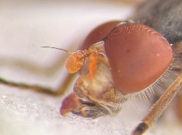 Foto af Nyre-træsaftsvirreflue (Brachyopa scutellaris) | Han