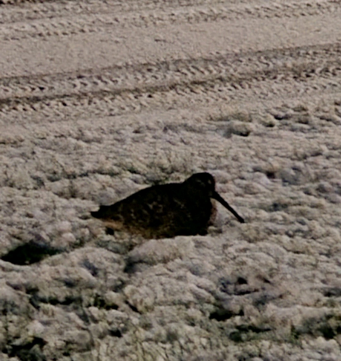 Eurasian Woodcock (Scolopax rusticola), photo 3