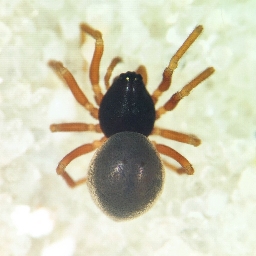 Foto af Cnephalocotes obscurus (Cnephalocotes obscurus) | Hun