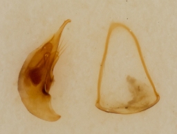 Foto af Kratgrotteløber (Trechus obtusus) | Standardfoto