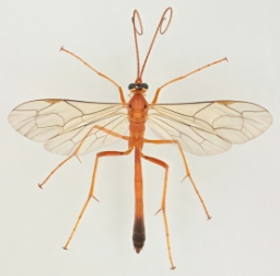 Foto af Netelia melanura (Netelia melanura) | Han