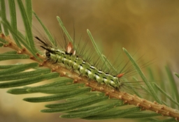 Foto af Gran-nonne (Calliteara abietis) | Larve