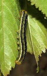 Foto af Irisugle (Xylena vetusta) | Larve