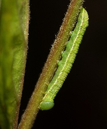 Foto af Bøgeskovspinder (Drymonia obliterata) | Larve