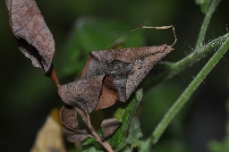 Foto af Streg-måneplet (Clostera anachoreta) | Puppe