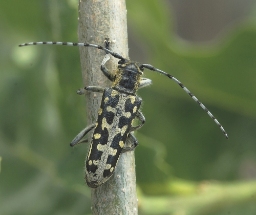 Foto af Stigebuk (Saperda scalaris) | Standardfoto