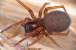 Foto af Pandava laminata (Pandava laminata) | Hun