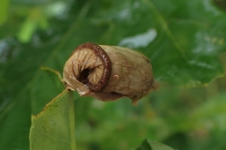 Foto af Egebladruller (Attelabus nitens) | Ken T. A. Alminde
