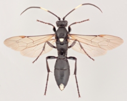 Foto af Ichneumon formosus (Ichneumon formosus) | Malcolm Storey