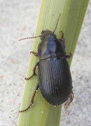 Foto af Aksløber (Zabrus tenebrioides) | Standardfoto