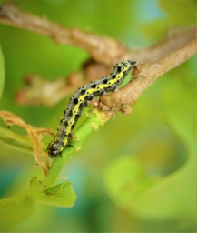 Foto af Rødlig forårsugle (Orthosia miniosa) | Larve