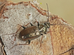 Foto af Børsteløber (Loricera pilicornis) | Standardfoto