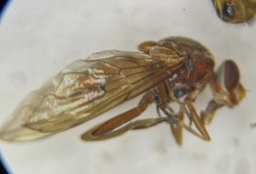 Foto af Nordisk træsaftsvirreflue (Brachyopa dorsata) | Hun