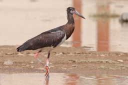 Foto af Abdimstork (Ciconia abdimii) | Standardfoto