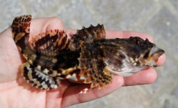 Foto af Almindelig ulk (Myoxocephalus scorpius) | Standardfoto