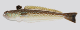 Foto af Almindelig fjæsing (Trachinus draco) | Standardfoto
